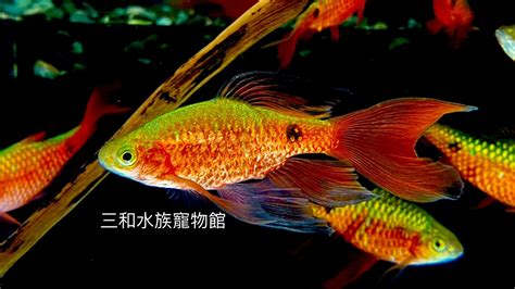 玫瑰鯽混養|【玫瑰鯽混養】玫瑰鯽混養大作戰：水族控必讀的共生秘辛